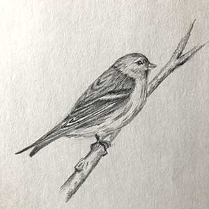 pencil drawing of finch
