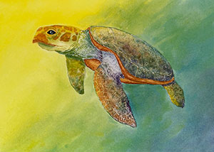 watercolor painting of a turtle swimmng in water