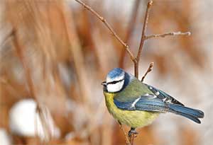a photo of a yellow and blue bird in a blurred natural background of brown branches