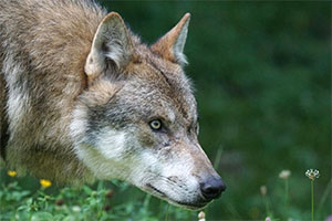 reference photo of wolf to be used in painting class
