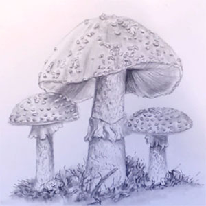drawing of mushrooms