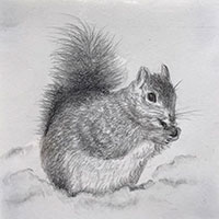 drawing of squirrel