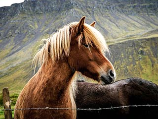 a photo of a head of a horse, a brown horse with a tan mane