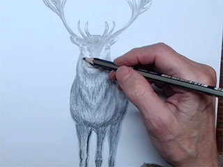 a photo of the instrutor's hand drawing an elk
