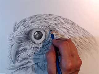 drawing of a face of an owl