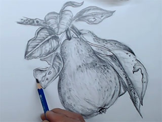 drawing of two pears and their leaves