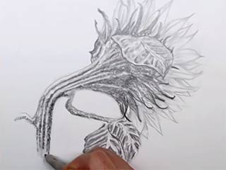 drawing of a sunflower with leaves