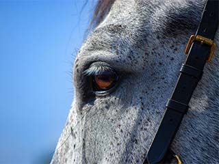 a photo of a horse that will be used for the acrylic painting class in February