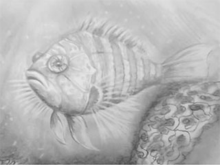 drawing of a fish under water