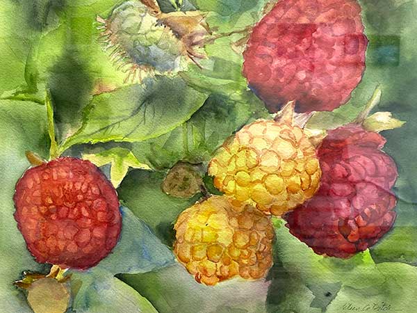 watercolor of red and gold raspberries